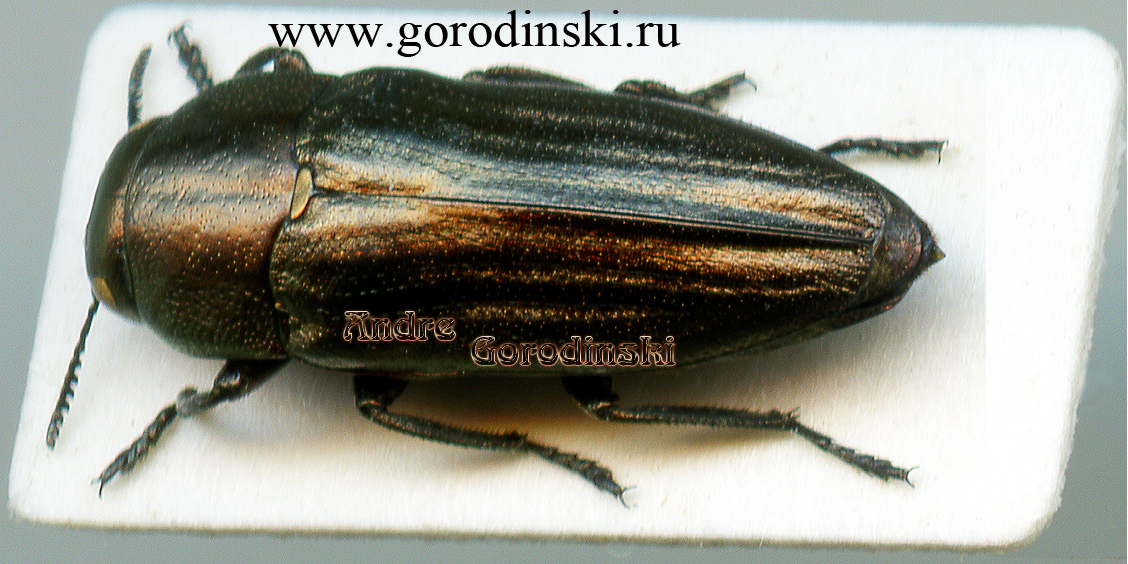 http://www.gorodinski.ru/buprestidae/Sphenoptera simplex.jpg